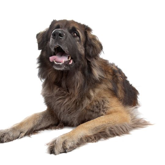 Leonberger - Multitalenty