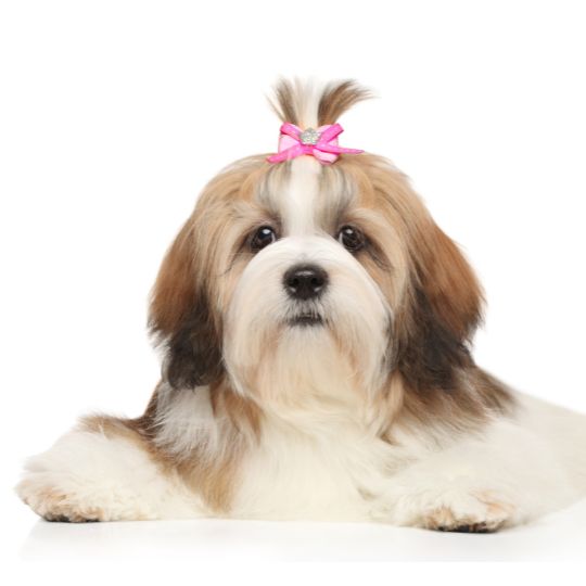 Lhasa Apso