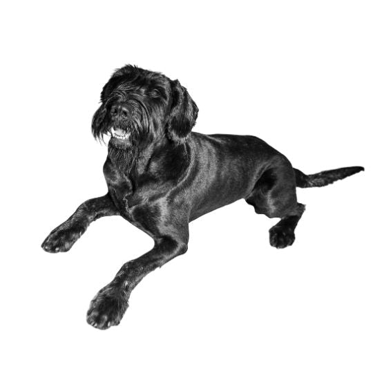 Mittelschnauzer - Multitalenty