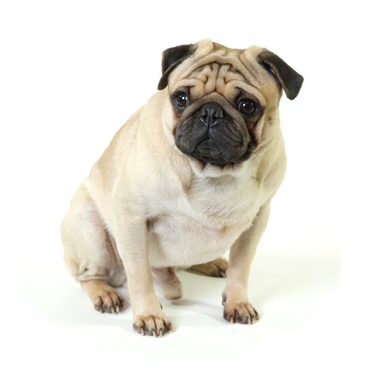 Mops - Multitalenty