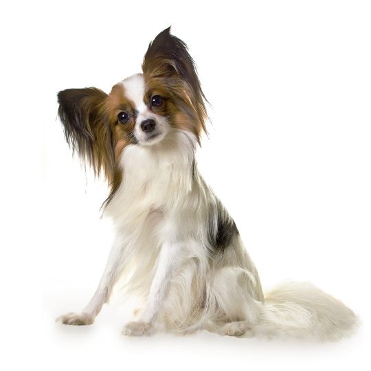 Papillon - Multitalenty