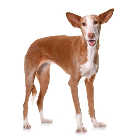 Podenco - Multitalenty