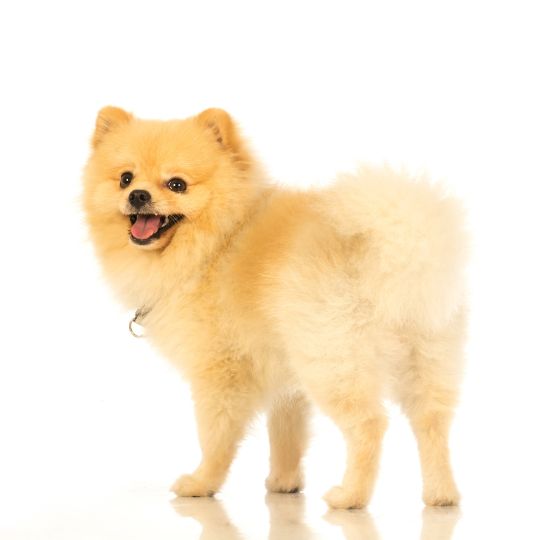 Pomeranian - Multitalenty