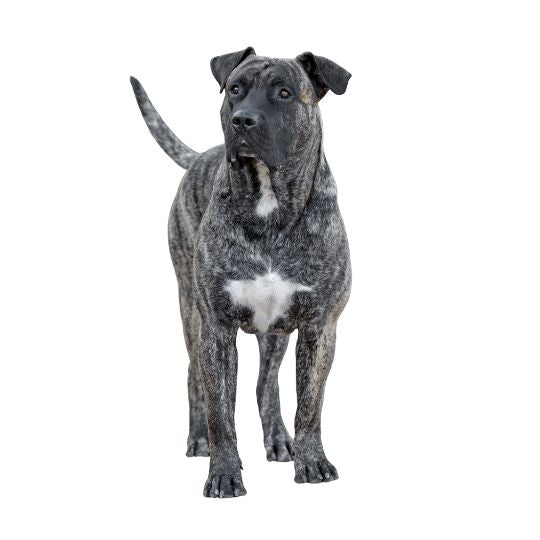 Presa Canario - Multitalenty