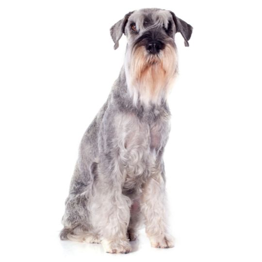 Riesenschnauzer - Multitalenty