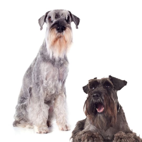 Schnauzer - Multitalenty