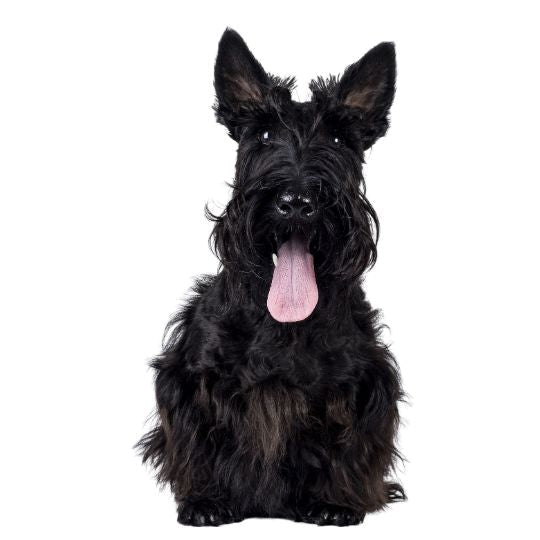 Scottish Terrier - Multitalenty