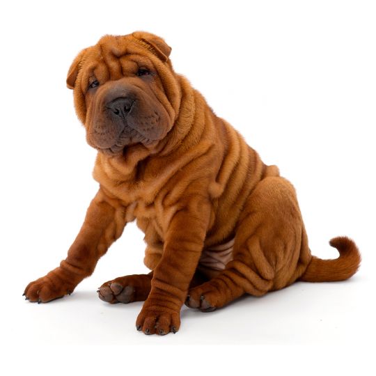 Shar-Pei - Multitalenty