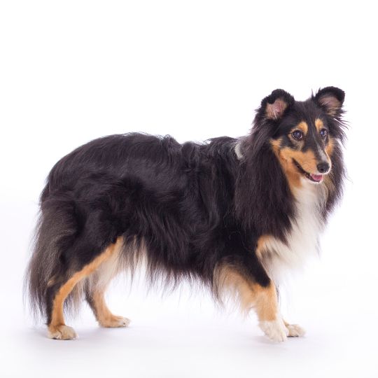 Sheltie - Multitalenty