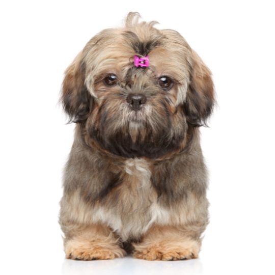 Shih Tzu - Multitalenty