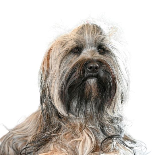 Tibet-Terrier - Multitalenty