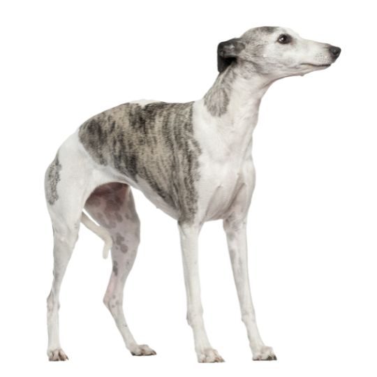 Whippet - Multitalenty