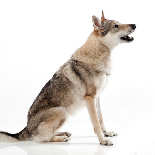 Wolfhund - Multitalenty