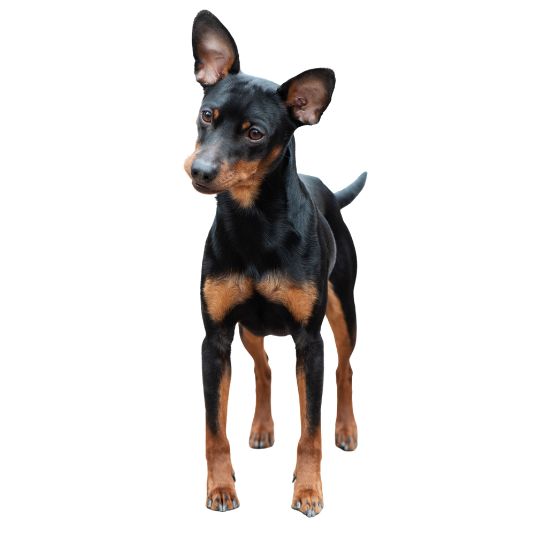 Zwergpinscher - Multitalenty