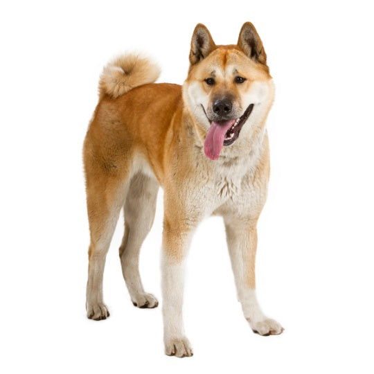 Akita - Multitalenty