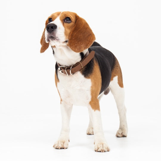 Beagle - Multitalenty