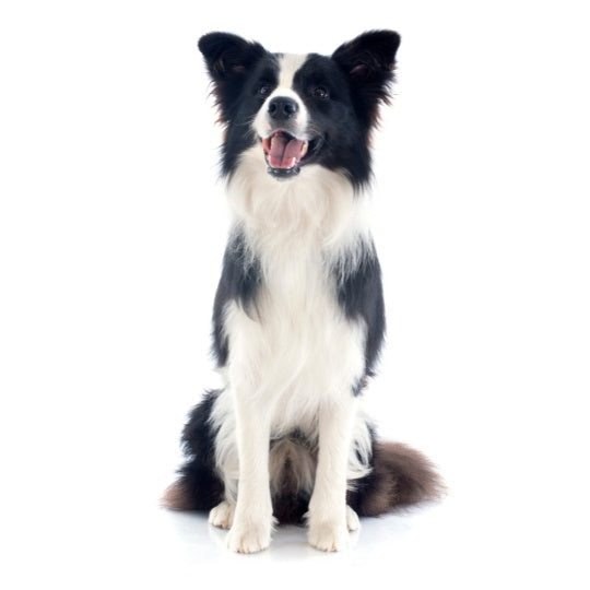 Border Collie - Multitalenty