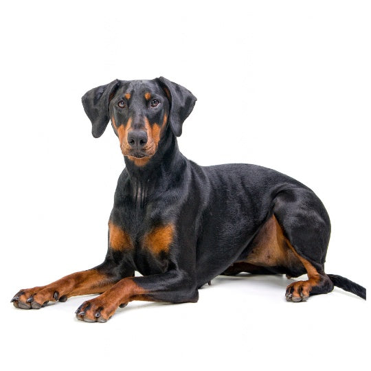 Dobermann - Multitalenty