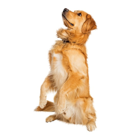Golden Retriever - Multitalenty