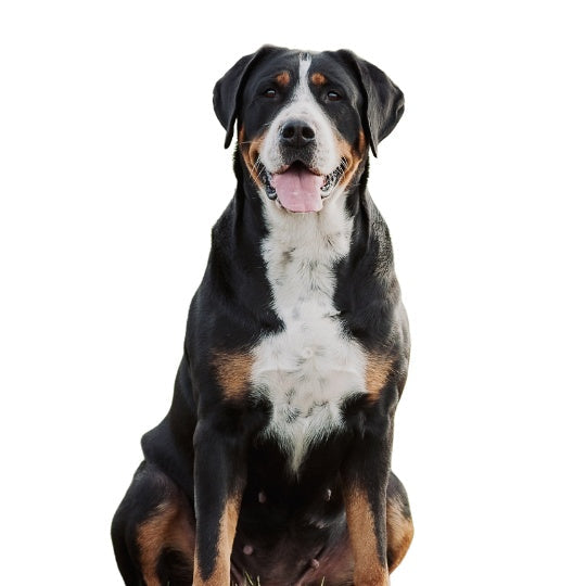 Großer Schweizer Sennenhund - Multitalenty