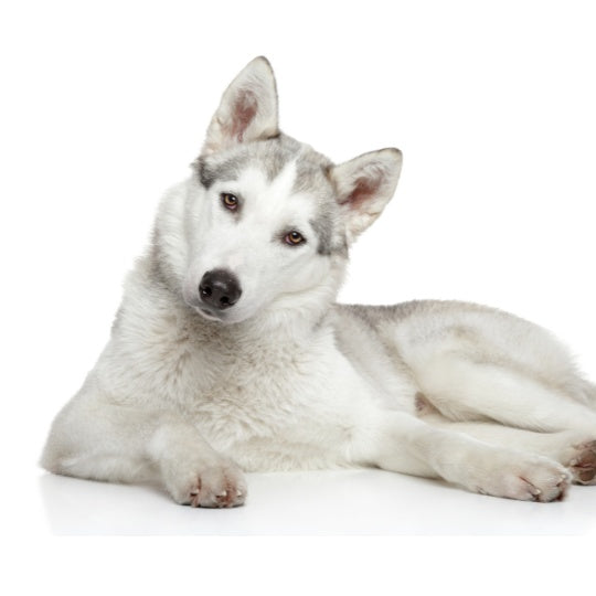 Husky - Multitalenty