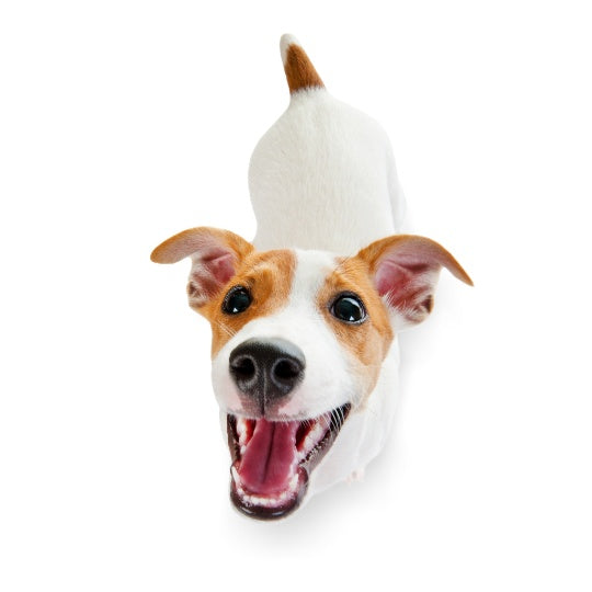 Jack Russell - Multitalenty