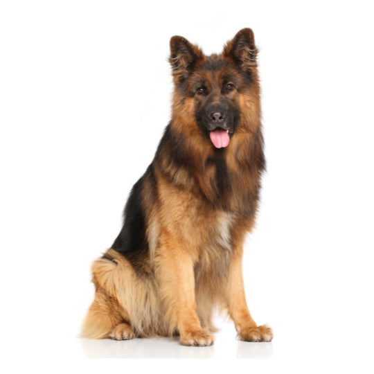 Deutscher Schäferhund - Multitalenty