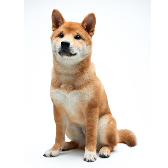 Shiba Inu - Multitalenty