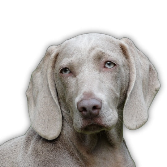 Weimaraner - Multitalenty