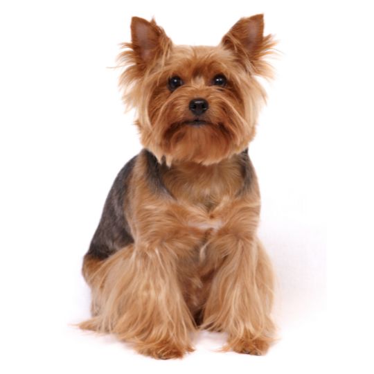 Yorkshire Terrier - Multitalenty