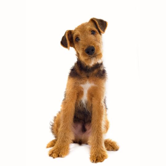 Airedale Terrier