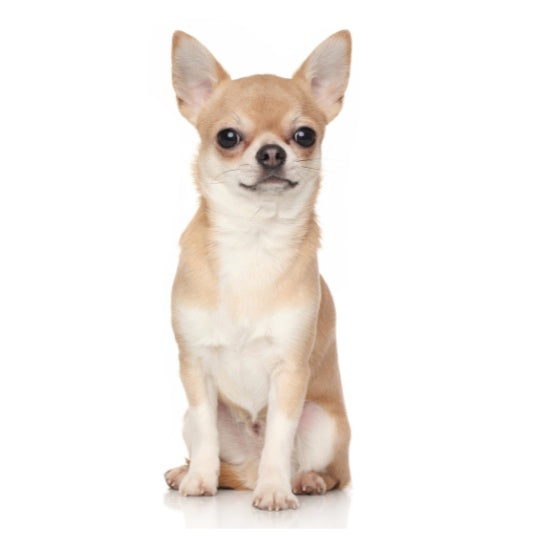 Chihuahua