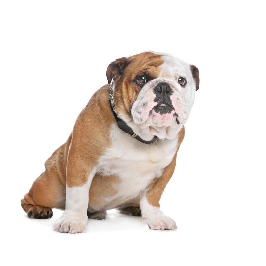 Englische Bulldogge