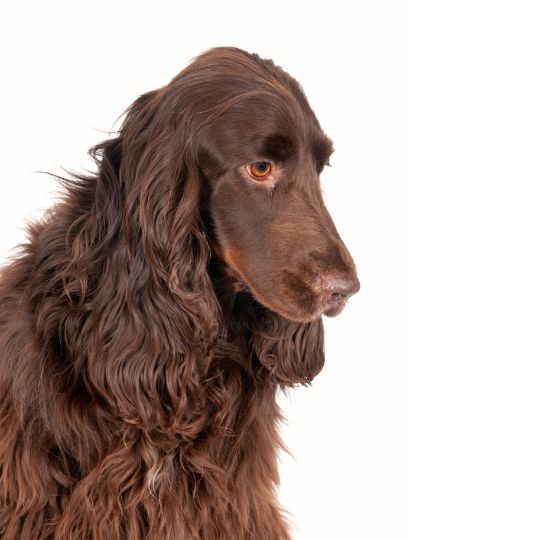 Field Spaniel