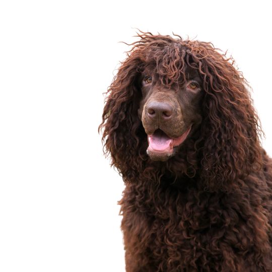 Irish Water Spaniel