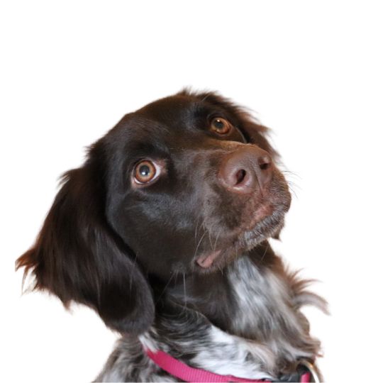 Kleiner Münsterländer