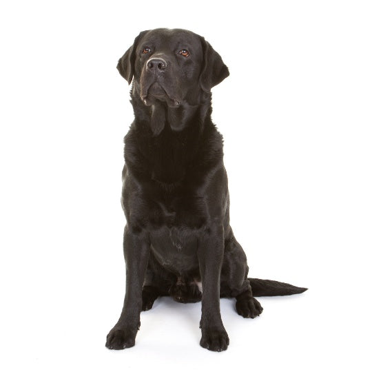 Labrador