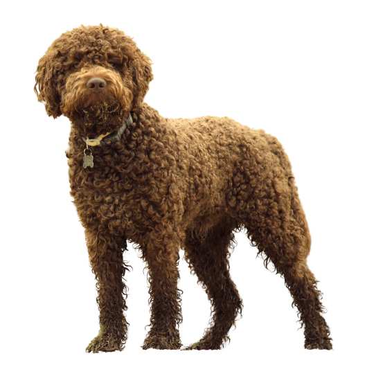 Lagotto Romagnolo
