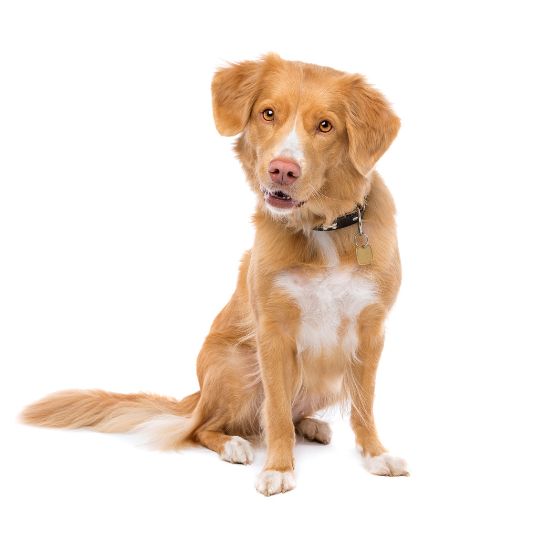 Nova Scotia Duck Tolling Retriever