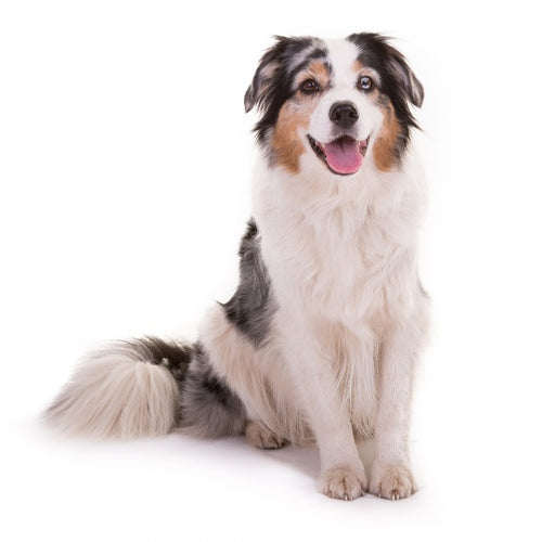 Australian Shepherd