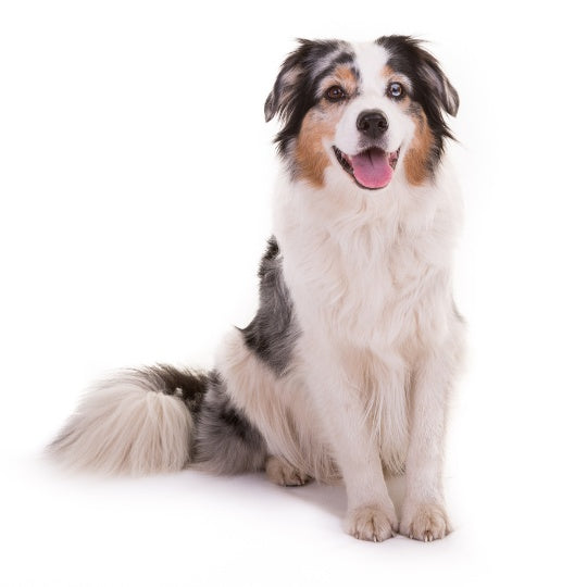 Australian Shepherd
