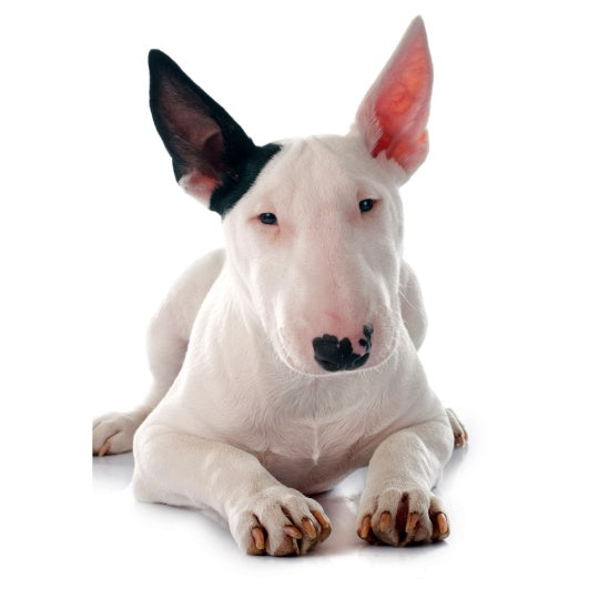 Bullterrier
