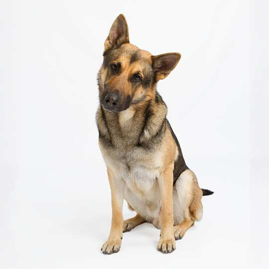 Deutscher Schäferhund