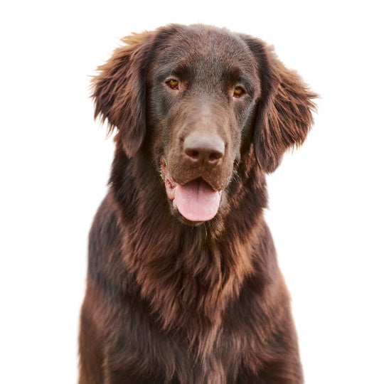 Flat Coated Retriever