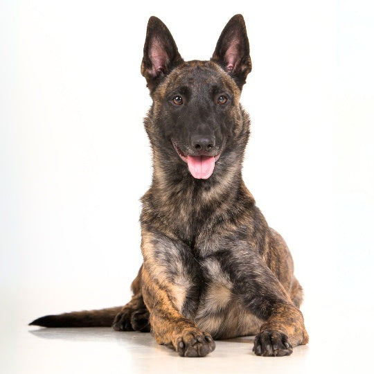 Holländischer Schäferhund