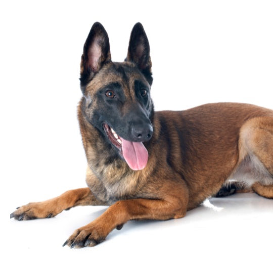 Malinois