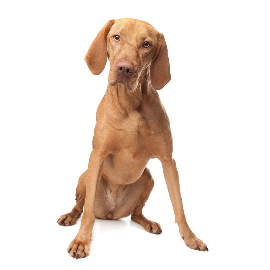 Vizsla