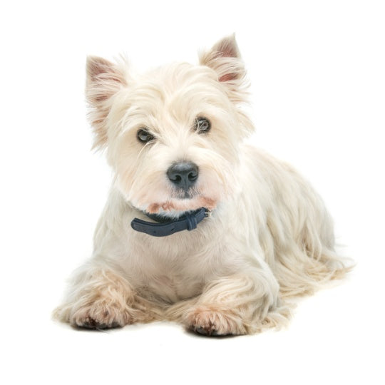 West Highland White Terrier